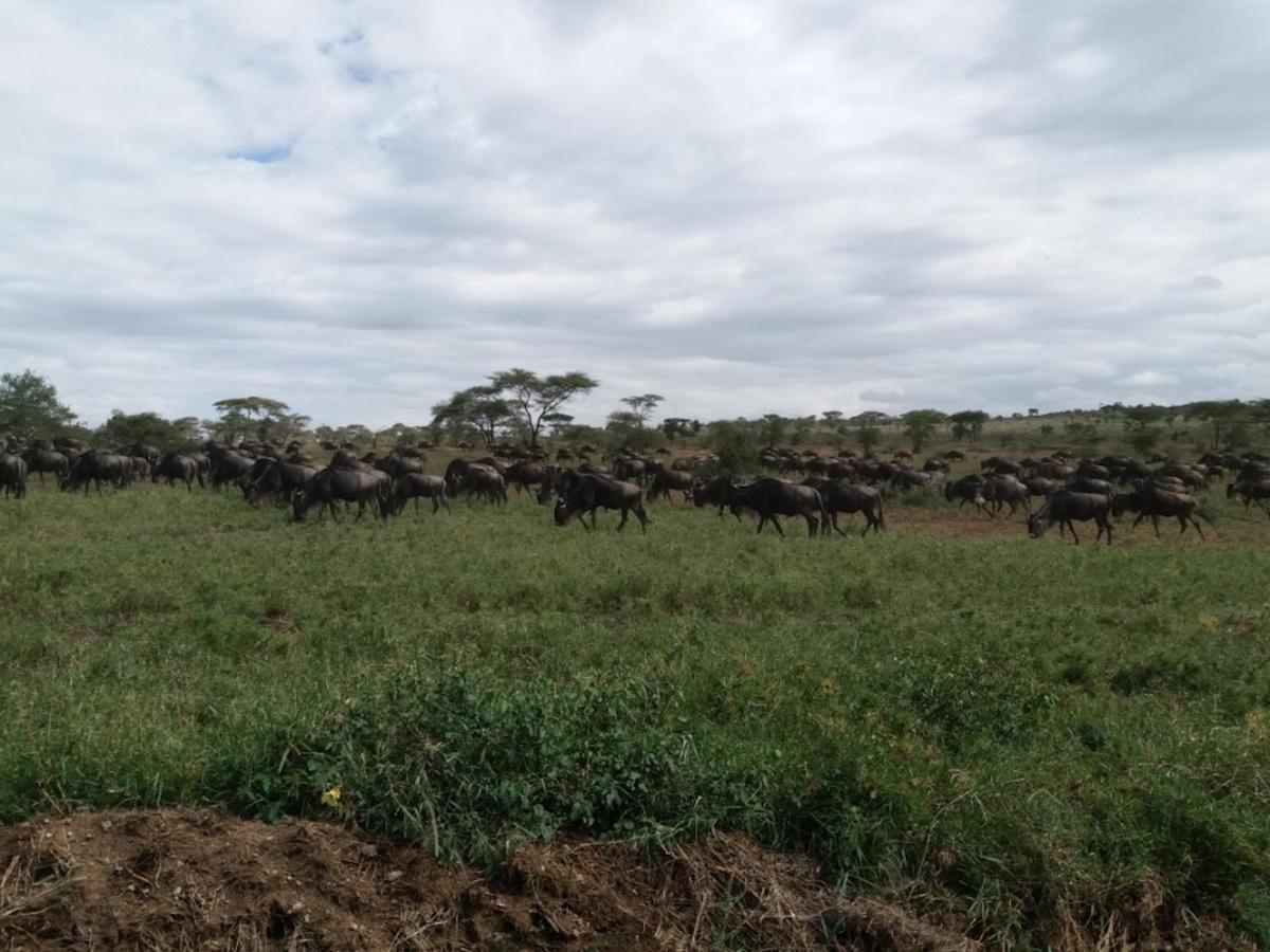 Seronera Wildlife Lodge Serengeti Exterior photo